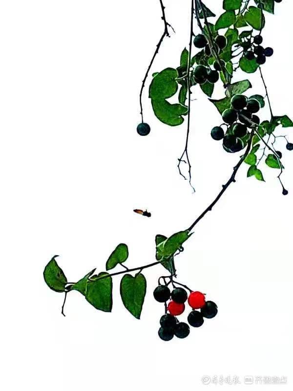果实|白英成熟后果实宛若玛瑙,人见人爱