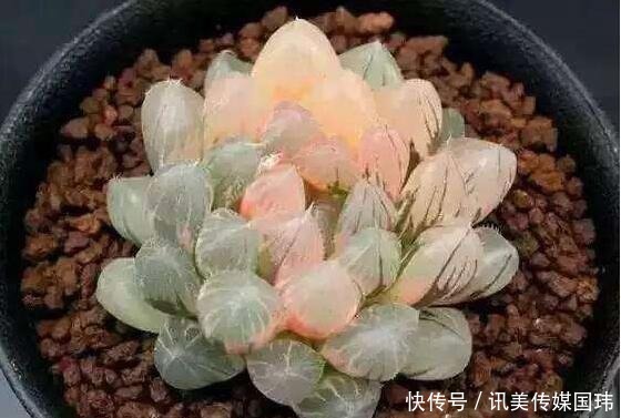 喷洒|价值过万的“三多肉”，一上色就惊艳全场，颜值之高让人大开眼界