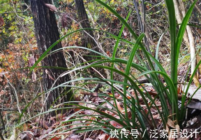 松针腐殖土|秋分到，正好配制兰花植料，松针土这样准备，明年就能养好兰花了