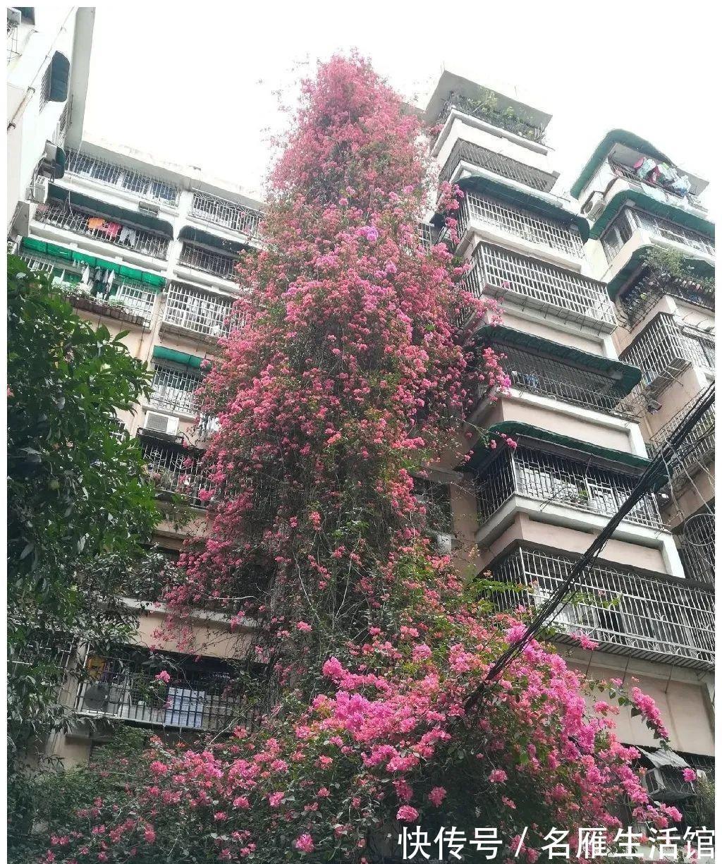 北方地区|4种“漂亮花”，能活一百年，长寿又富贵，越养越值钱