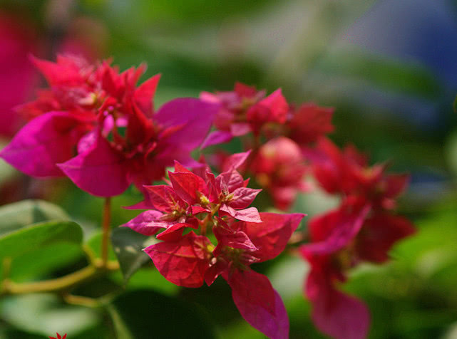 三角梅不开花喝了3种“催花水”，冒满枝的花，花开娇艳爆满盆