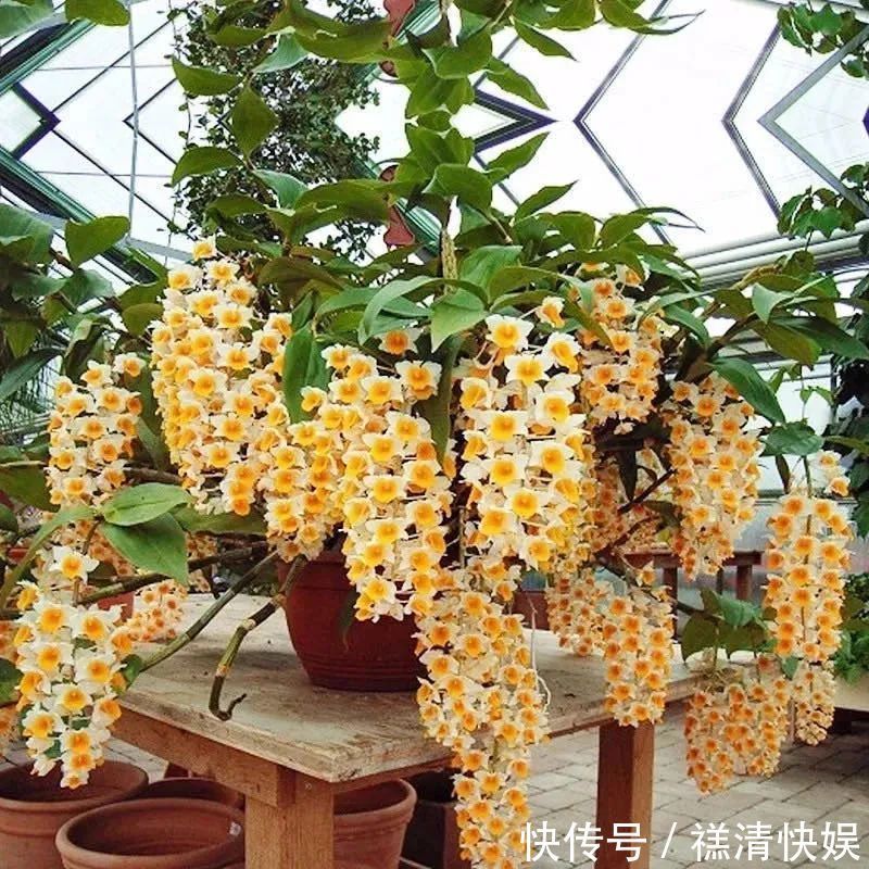 人养花、花也养人,一花治一病,这八种“健康花”,你家养了几种