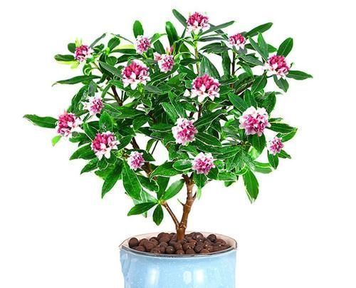 六种花从年前开到年后,花开灿烂、芬香四溢,喜庆又吉祥