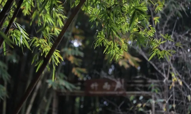 宋词!南宋词人蒋捷的一首词,写尽了一生的委屈,成为宋词里的压卷之作