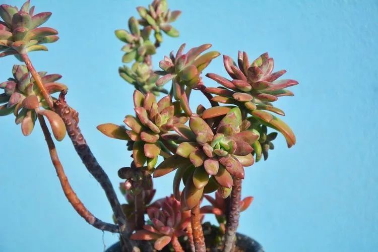 面朝大海的多肉们,在四季变迁中生生不息!