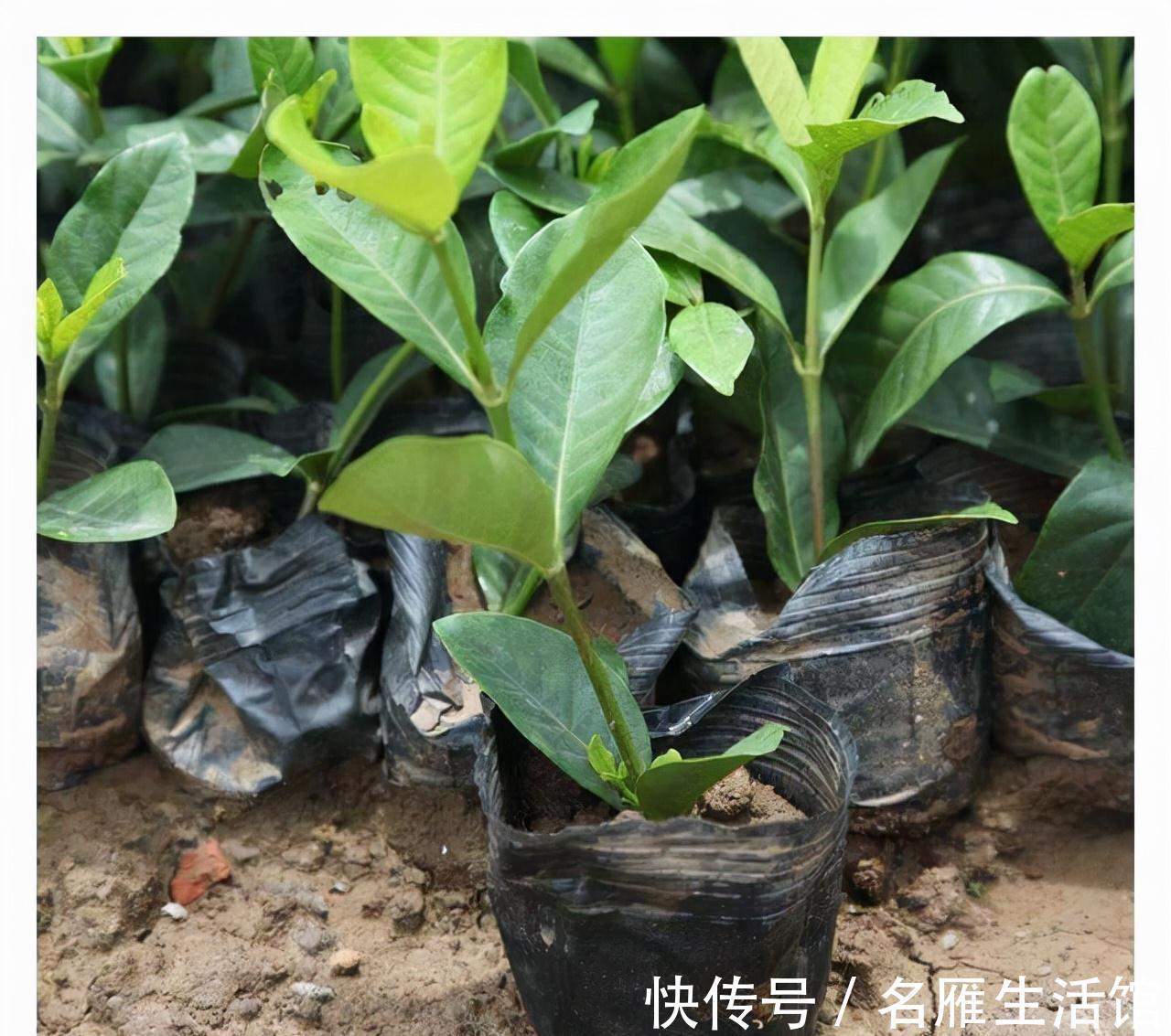 5种花“漂亮花”,十月大降价,便宜也别买,白白浪费钱