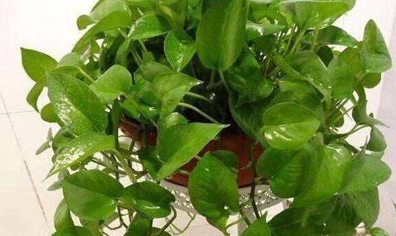 你还把绿萝摆放在家里这两个地方吗?难怪养不活,赶快换地方!