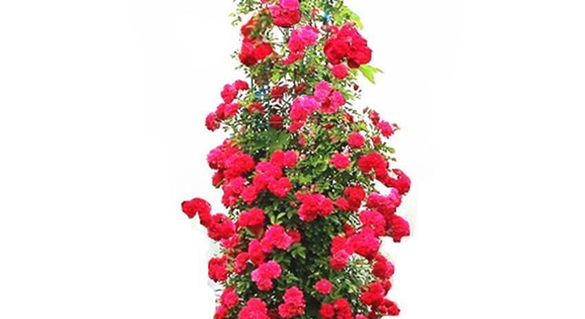 三种花比杜鹃好看,比绿萝好养,比桂花还香,谁见了不心动