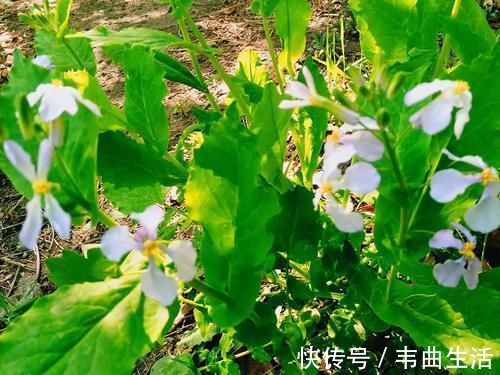 野菜|早春常见一野菜,古时是军粮,野外若遇到,请用袋子多装点