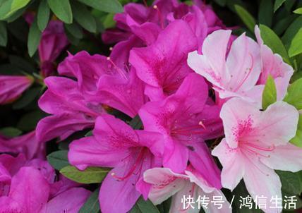 养花“磷钾肥”不用再买了,轻松自制效果强,养啥都能轻松爆满盆