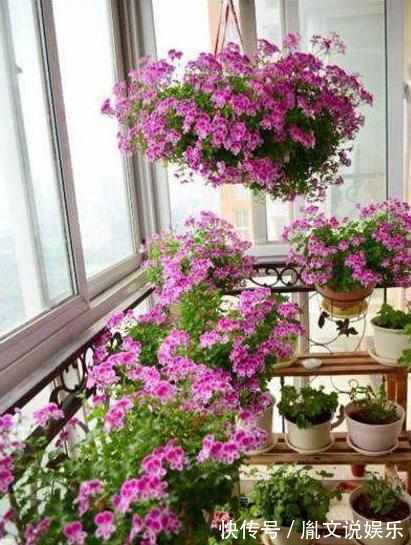 阳台|盘点不能“养”的花,一不小心就爆盆,长满整个阳台,花盆不够用