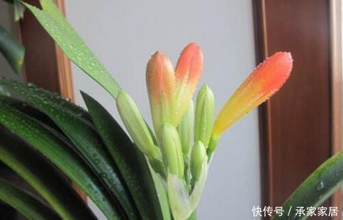 蓖麻籽|张大爷养君子兰,入秋就浇2种水,一年最少2次花,太养根了!