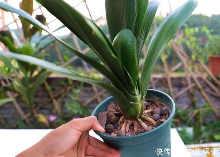 根系|春夏秋冬养君子兰,浇水各不相同,“诀窍”在手,开花成“群”