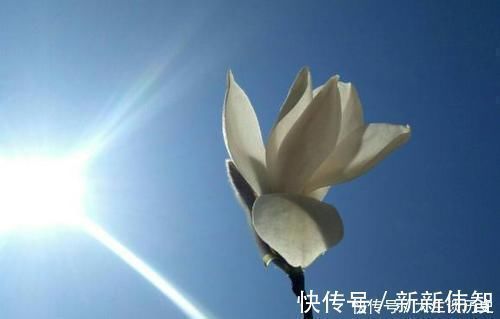 伤春&王安石特别唯美一首词,感情细腻,结尾更流传千年,宰相也柔情