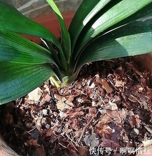 根系|君子兰放在什么地方养比较好放错了叶子发黄状态差!