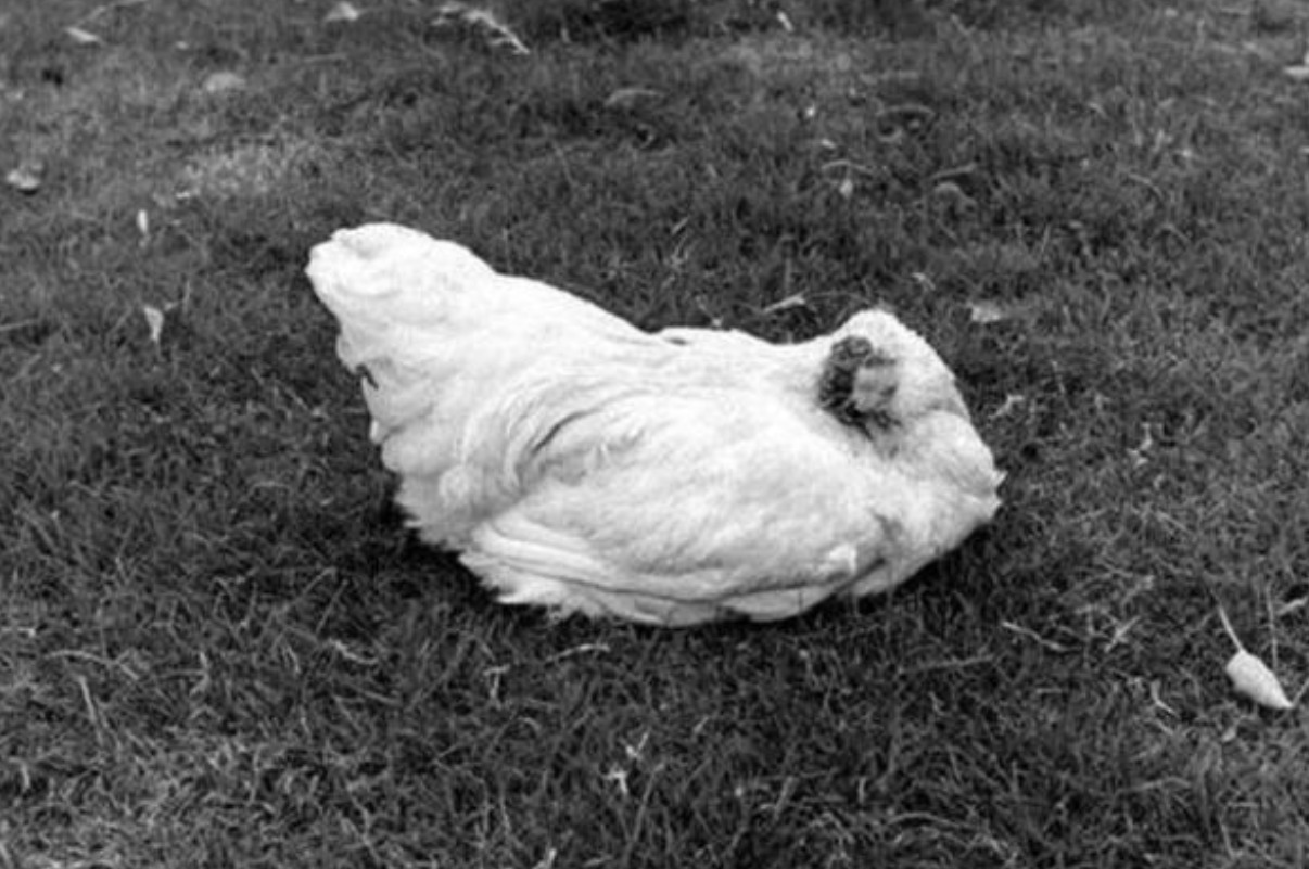 美国无头鸡麦克头被砍掉,却活了18个月,还在全国巡演