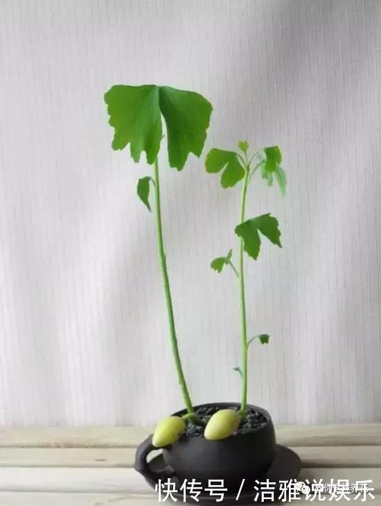 小苗|银杏还在买树上摘几粒种子丢盆里,洒点水,2周长成小苗!