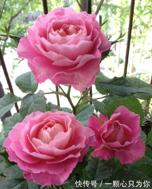 最值得入手的月季,海神王阳台