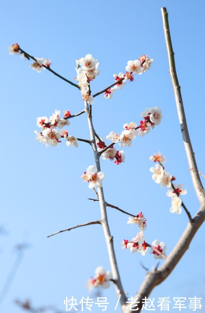 赏景啦！新年添喜色，西昌湿地公园梅花绽放