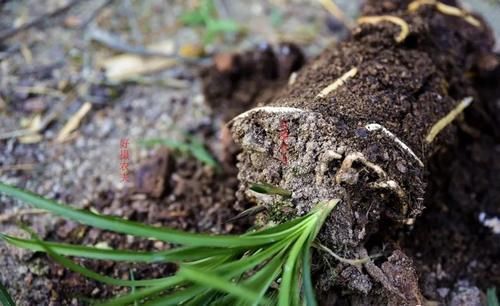 营养土的自制方法,兰友说:这样就简单了,明天开始做