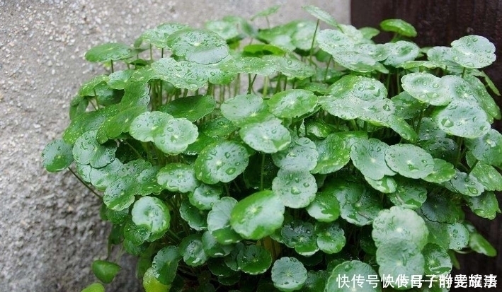 到了夏天,6种花变成“大水桶”,一天不浇就变丑,浇水就绿油油