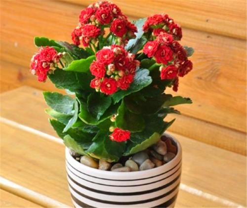 冬天长寿花有“5怕”，难怪落叶冻伤不开花，学会了叶子肥开花多