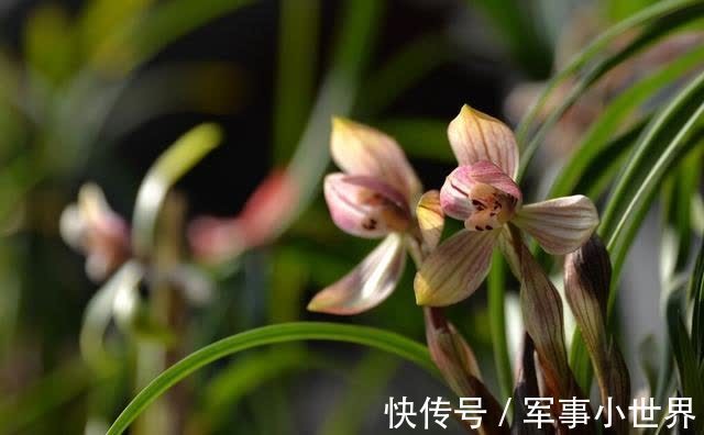 奥绿|兰花和其他花卉在养殖上有不同之处,需要做好这两个方面的工作