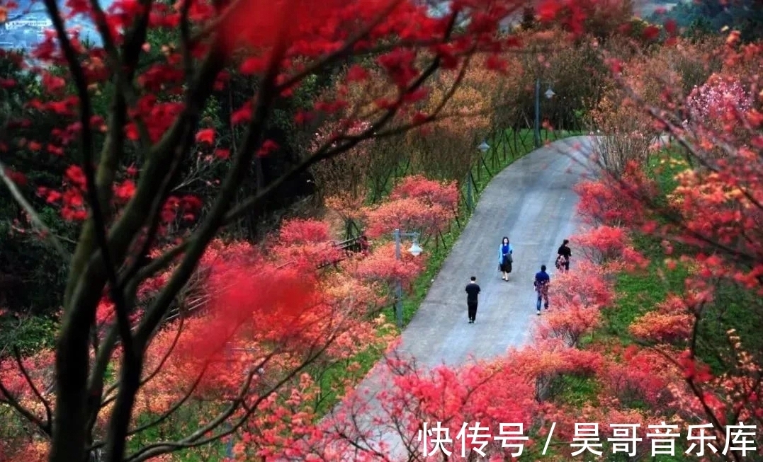 植物园|2万株红枫进入观赏期，自驾40分钟可到达，适合1日游