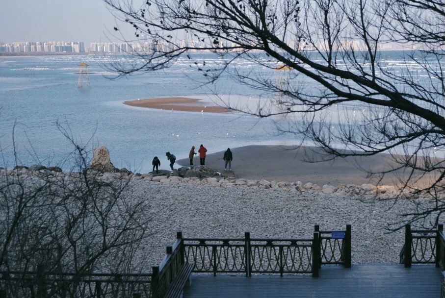 鸽子|#开启带感生活# 冬天宁静的海 鸽子窝