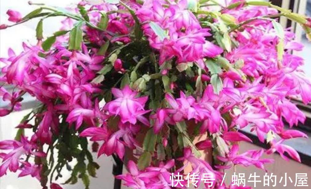 太阳花|5种耐旱花,不用经常浇水,没时间养花就养它