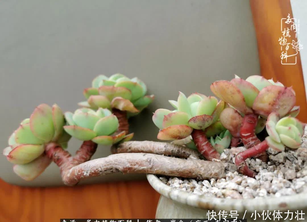 锦晃星|时光不再,人心在,多肉在!