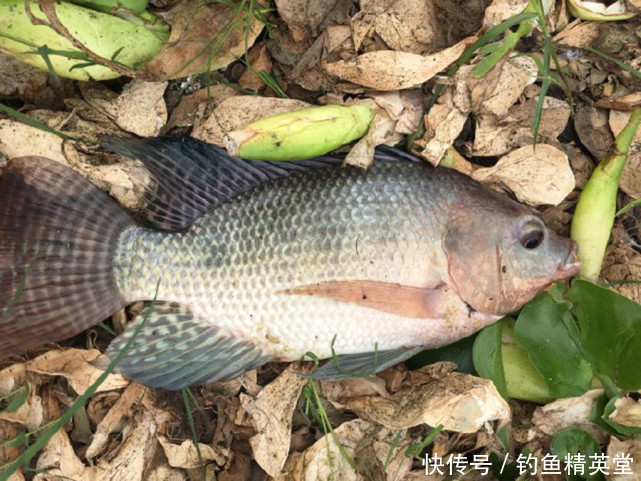 冬天如何钓罗非?我的方法很简单,运气好的时候能钓一二十斤