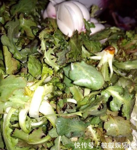 野菜|农村常见的野菜还阳参,好多人不知它是宝,到底有啥价值