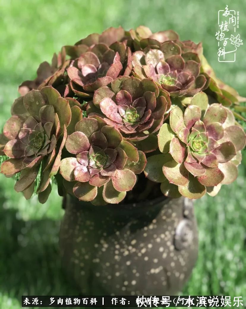 红铜壶|多肉千万种,我独爱法师!爱它的霸气,更爱它的华丽蜕变!