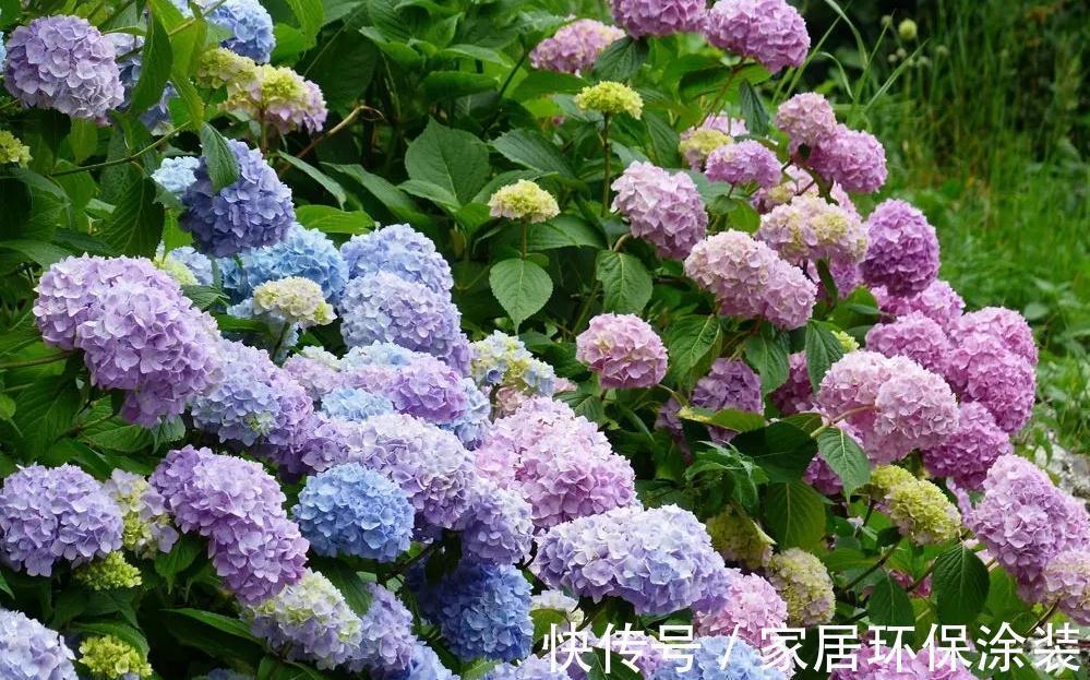 玛格丽特|6种“漂亮花”,秋天修剪“别偷懒”,剃个小平头,一个月开爆花