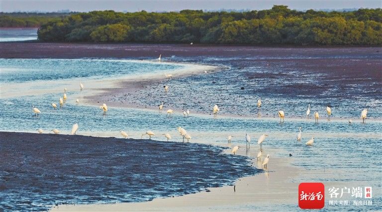 路线|海口推出5条元旦假期湿地主题旅游路线