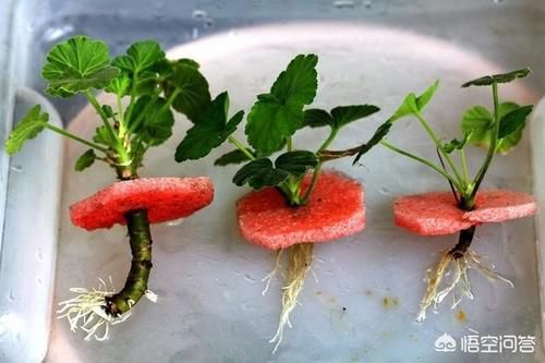 天竺葵开完花的花茎适不适合插扦？