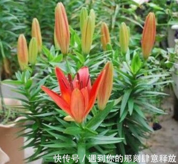 家里就养“4种漂亮花”，花朵硕大、花期长，寓意美好，收获幸福