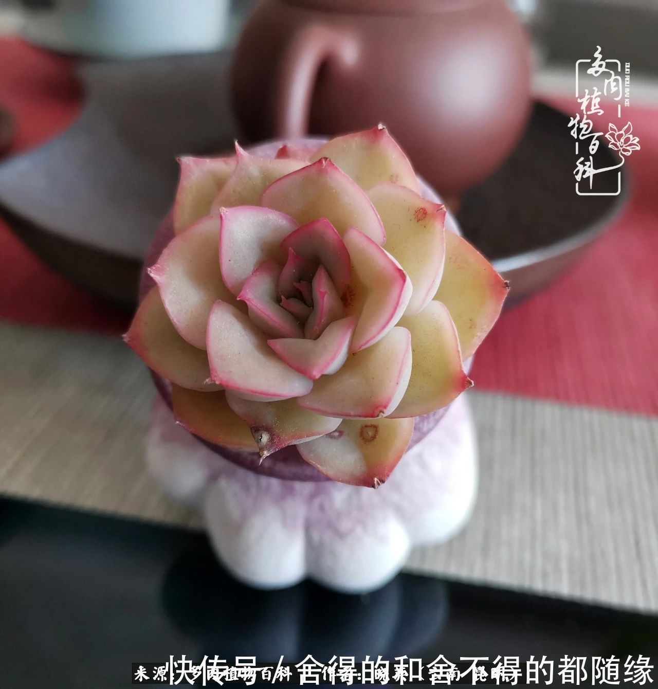 生活的本质就是爱,喜悦,和平!养多肉的快乐是金钱买不到的!