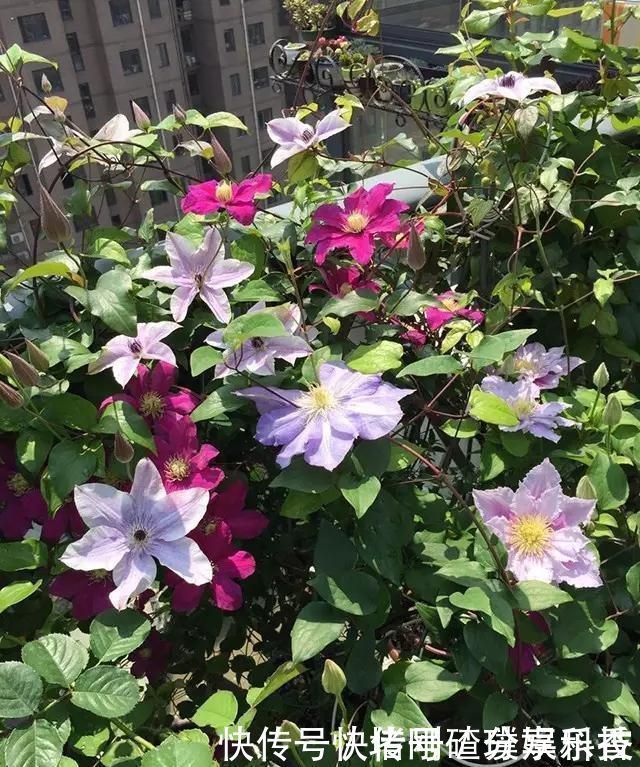 两个孩子的妈妈,利用空闲时间,在露台打造出一片花的海洋