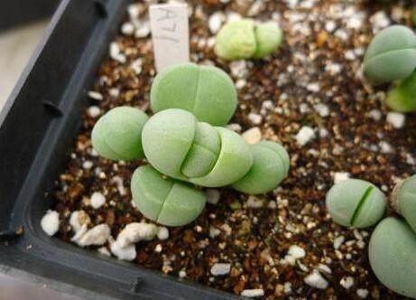藻铃玉|花友养了一大盆这种多肉,像一个个萌兔子,好想用手捏一捏!