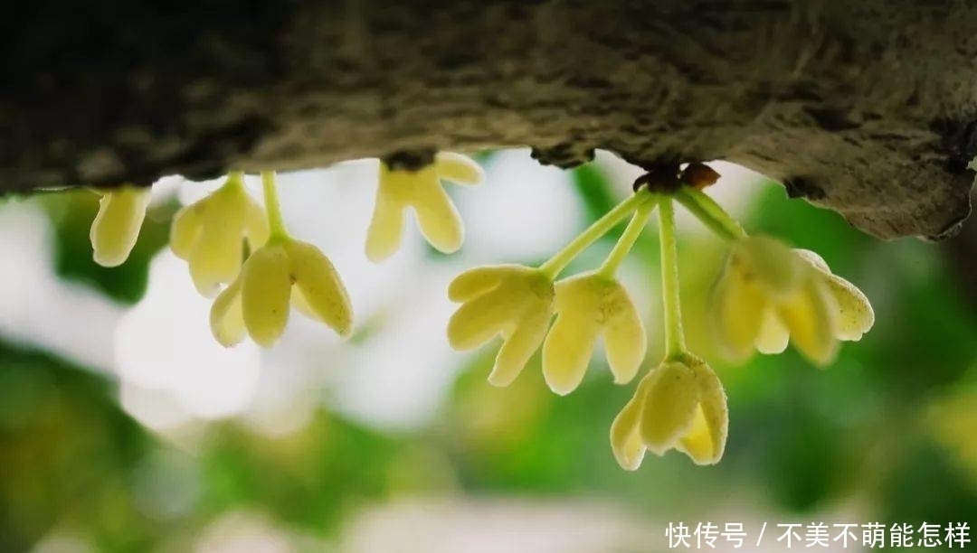 秋天|秋天,是桂花味的.....