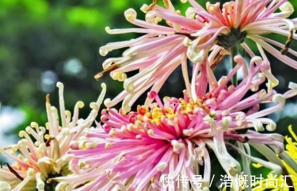 花卉|喜欢养菊，不妨养“稀有菊花”菊渊雅韵，似美人起舞，灵动飘逸