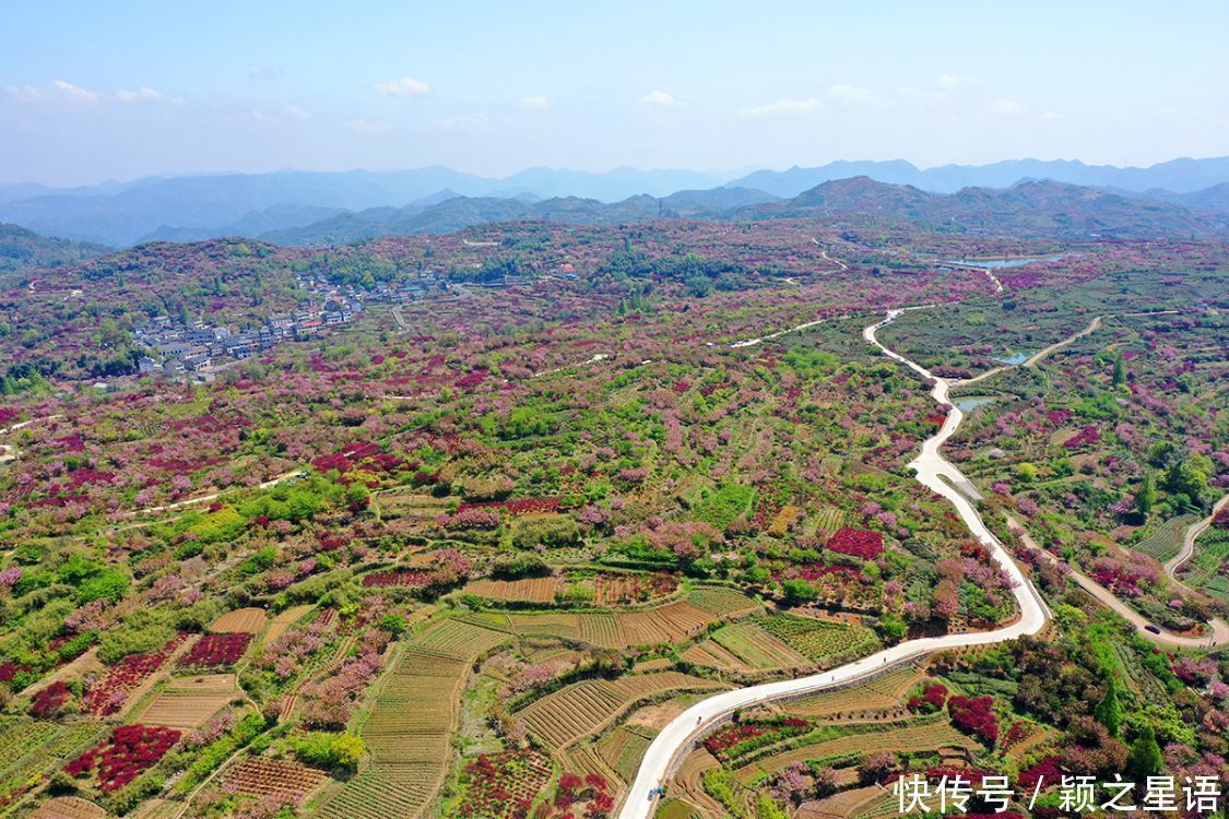 白鹿村、上马村、雅庄村，十里樱花十里尘，经典赏樱路