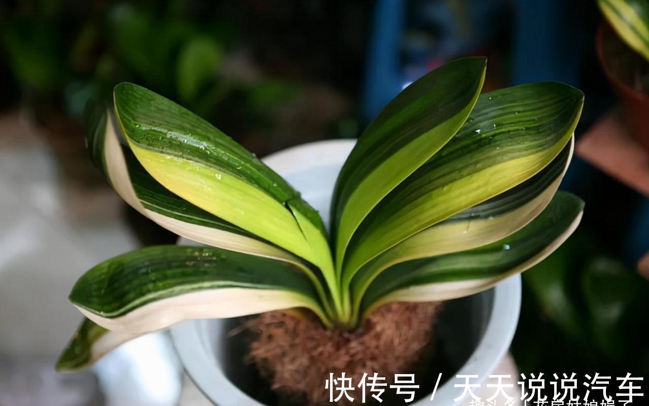 11种花不能被雨淋,就算秋冬季节也不行,再不往回搬,后悔就晚了