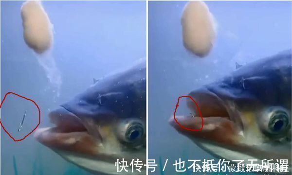 鲢鳙|手竿钓鲢鳙的4大秘诀,常用这些老招数,鲢鳙就是最好钓的鱼