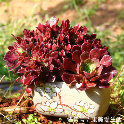 家里养多肉法师,一定做好这3件事,不黑腐化水,个个霸气十足!