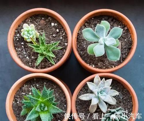 多肉不缓苗就白买了,活不过2周就死了,教你正确缓苗方法