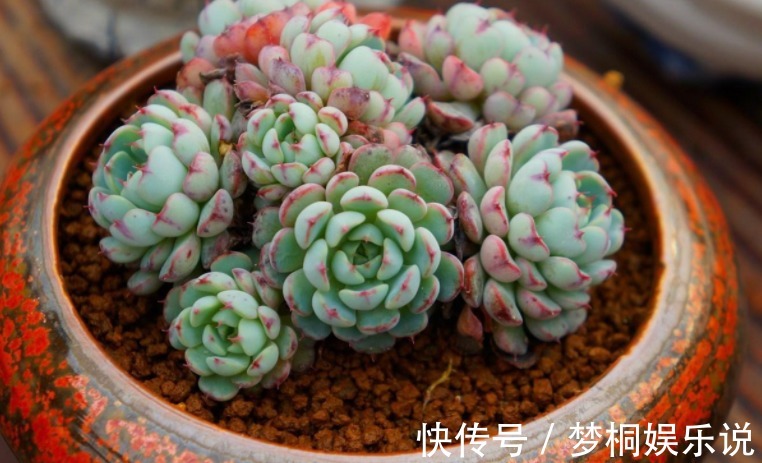 老花匠|养多肉不知道如何浇水？老花匠在此分享妙招，告诉你其实并不难