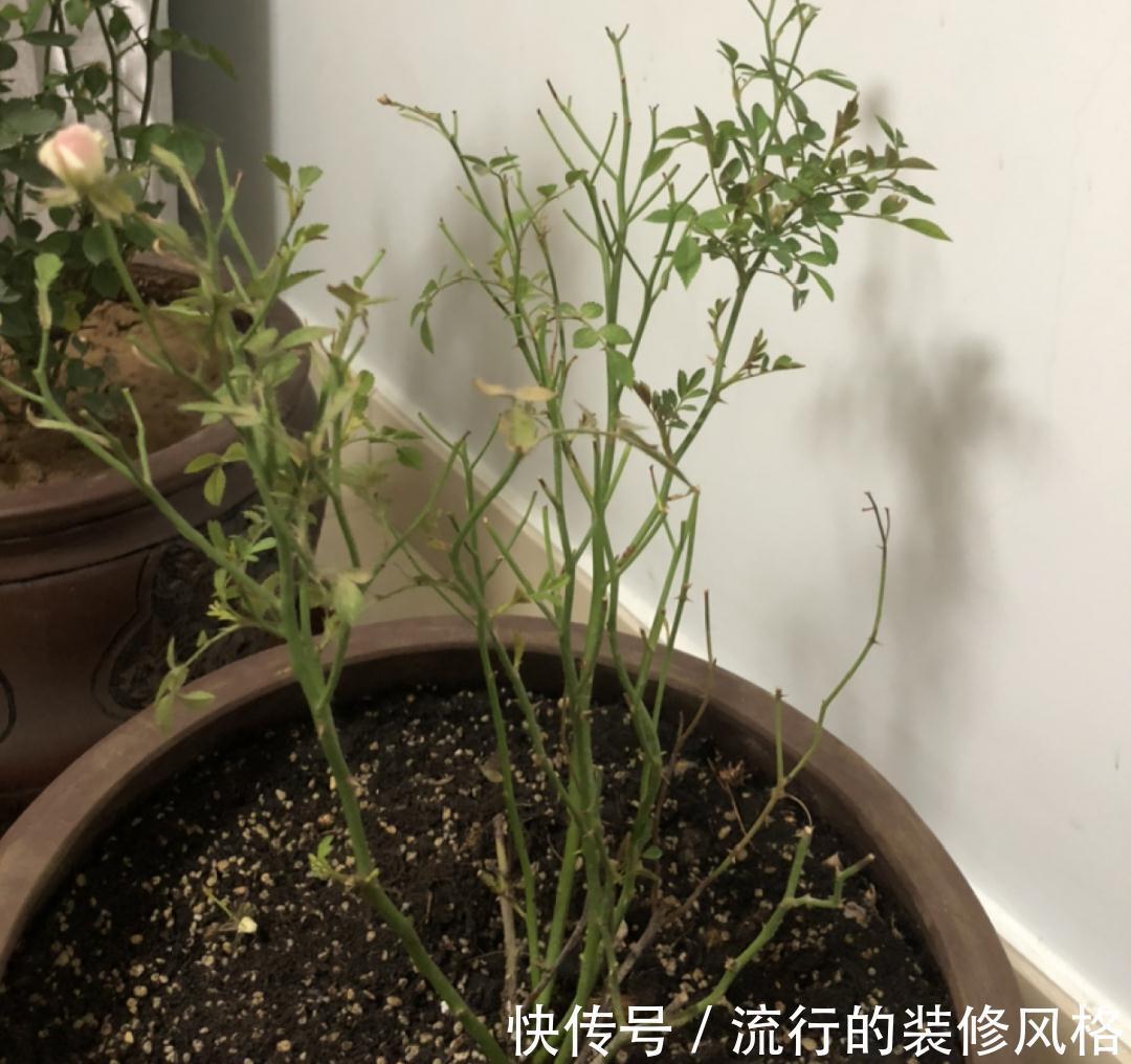 黄叶|养花“黑名单”实在太难养,心累